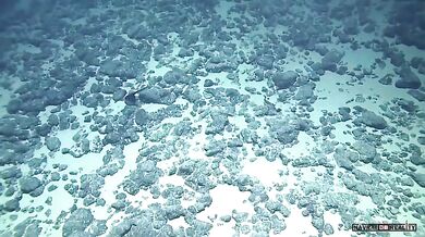 Šírotlamka pelikánovitá