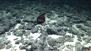 Šírotlamka pelikánovitá