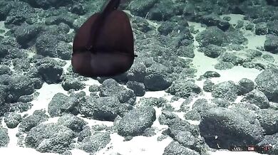 Šírotlamka pelikánovitá