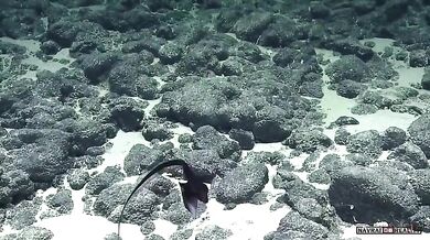 Šírotlamka pelikánovitá