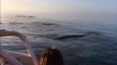 Setkání s velrybami #18