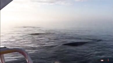 Setkání s velrybami #18