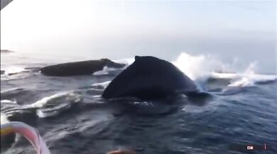 Setkání s velrybami #18