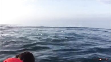 Setkání s velrybami #18