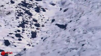 Sněžný leopard vs. kozorožec