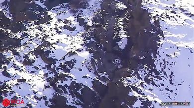 Sněžný leopard vs. kozorožec