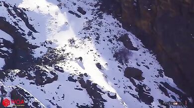 Sněžný leopard vs. kozorožec