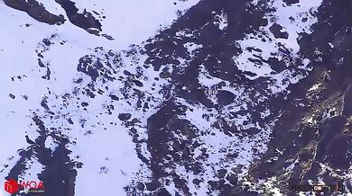 Sněžný leopard vs. kozorožec