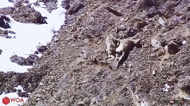 Sněžný leopard vs. kozorožec