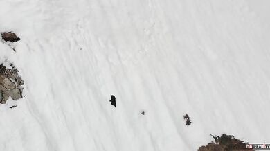 Medvědice s mládětem vs. dron