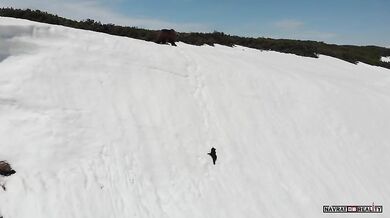 Medvědice s mládětem vs. dron