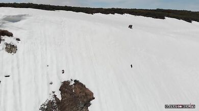 Medvědice s mládětem vs. dron