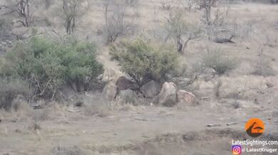 Lev "zachrání" kořist