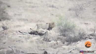 Lev "zachrání" kořist