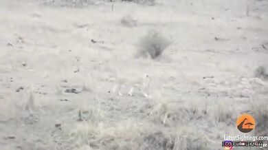 Lev "zachrání" kořist