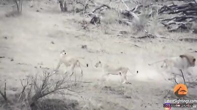 Lev "zachrání" kořist