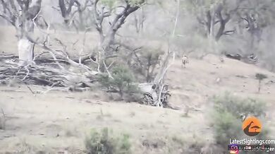 Lev "zachrání" kořist