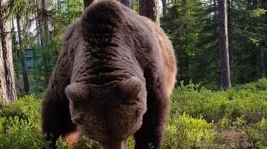 Setkání s medvědem #43