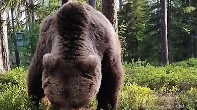 Setkání s medvědem #43