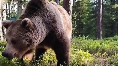 Setkání s medvědem #43