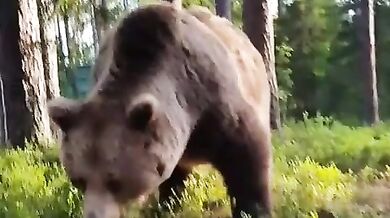 Setkání s medvědem #43