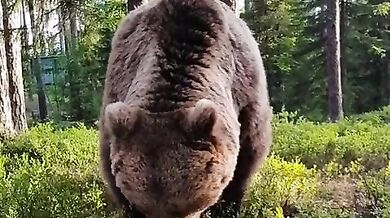 Setkání s medvědem #43