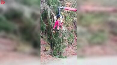 Profi dřevorubec v akci #3