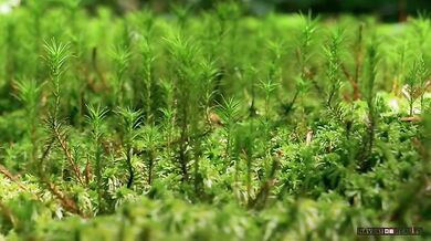 Příroda v parku Pilat