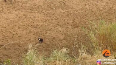 Lev brání kořist před hyenami