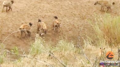 Lev brání kořist před hyenami