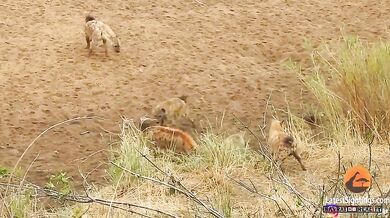 Lev brání kořist před hyenami