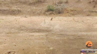 Lev brání kořist před hyenami