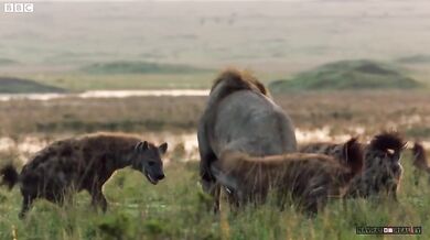 Lev vs. hyeny