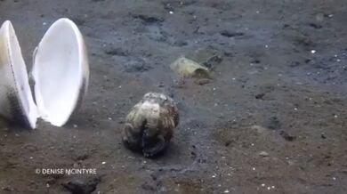 Chobotnice žilkovaná