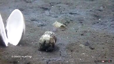 Chobotnice žilkovaná