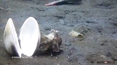 Chobotnice žilkovaná