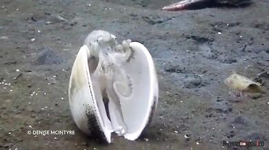 Chobotnice žilkovaná