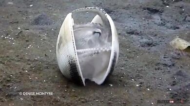 Chobotnice žilkovaná