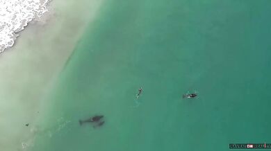 Setkání s kosatkami