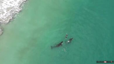 Setkání s kosatkami