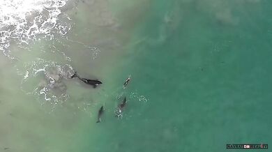 Setkání s kosatkami