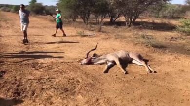 Setkání s lovícími gepardy