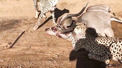 Setkání s lovícími gepardy