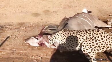 Setkání s lovícími gepardy