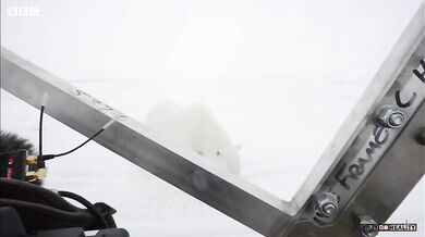 Drama s ledním medvědem