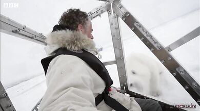 Drama s ledním medvědem