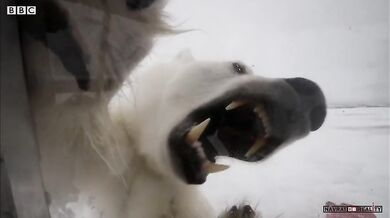 Drama s ledním medvědem