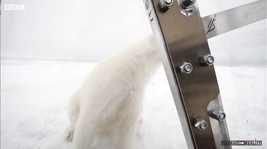 Drama s ledním medvědem