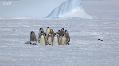 Zachránce mladých tučnáků