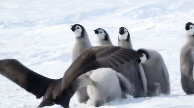 Zachránce mladých tučnáků